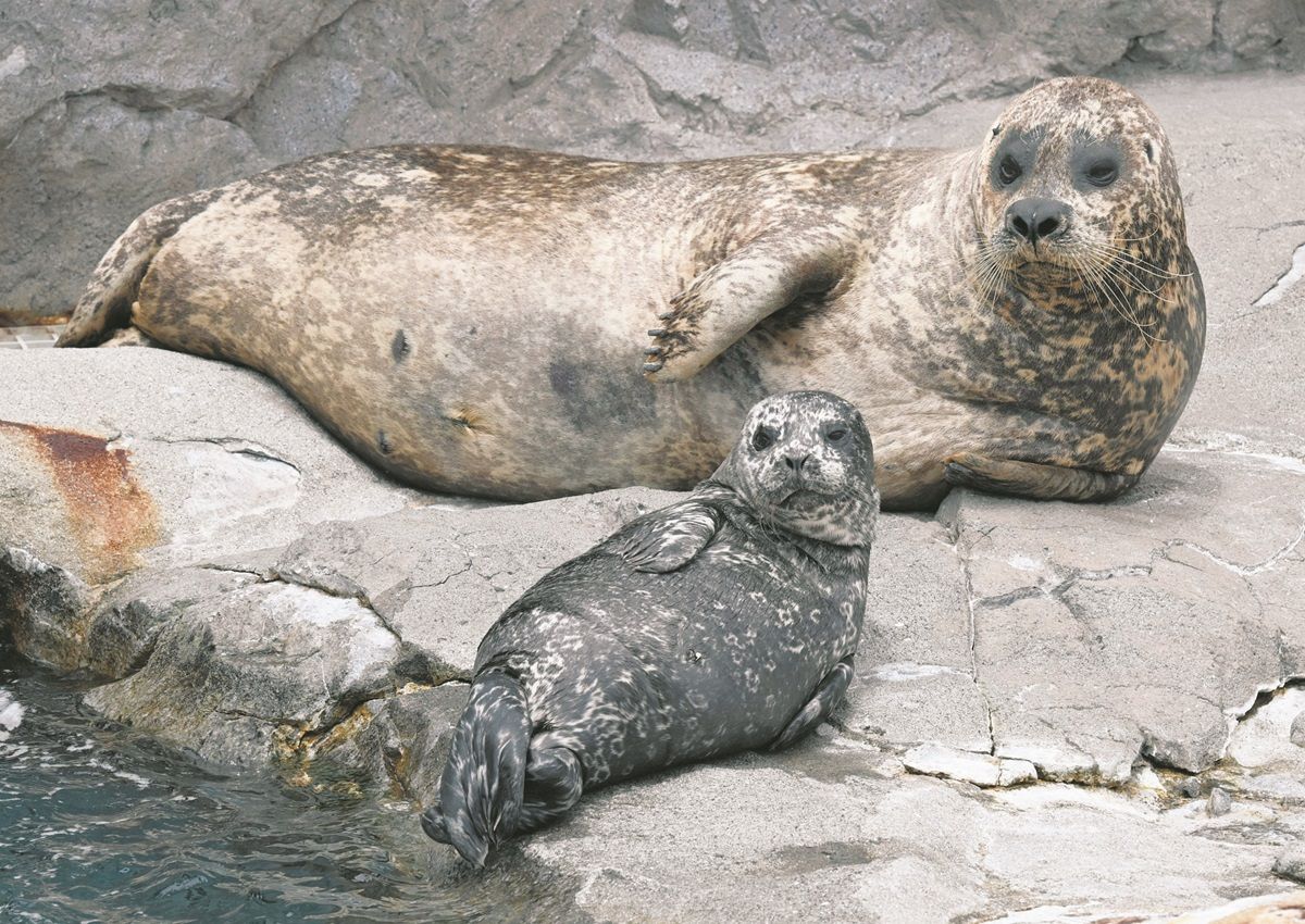 アザラシの赤ちゃんが相次いで誕生、2組なかよく子育て中 八景島シー