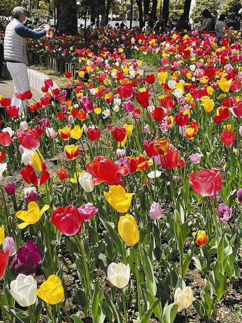 チューリップ満開 横浜公園でフェア 東京新聞 Tokyo Web チューリップ満開 横浜公園でフェア 東京新聞 Tokyo Web
