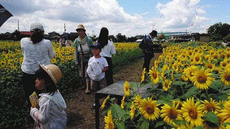 蓮田ひまわり畑 埼玉県蓮田市 種まき 草刈り 大輪咲かせよう 東京新聞 Tokyo Web