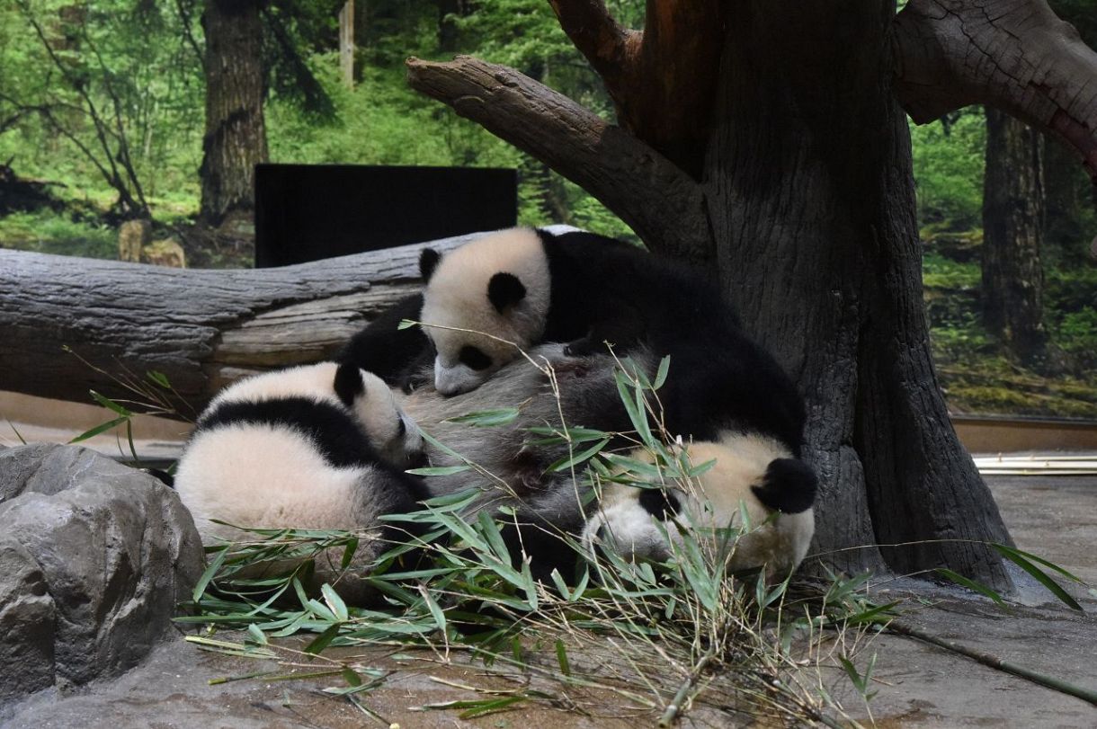 動画 どんどん大きくなっているよ 上野動物園の双子パンダ シャオシャオとレイレイ 東京新聞 Tokyo Web