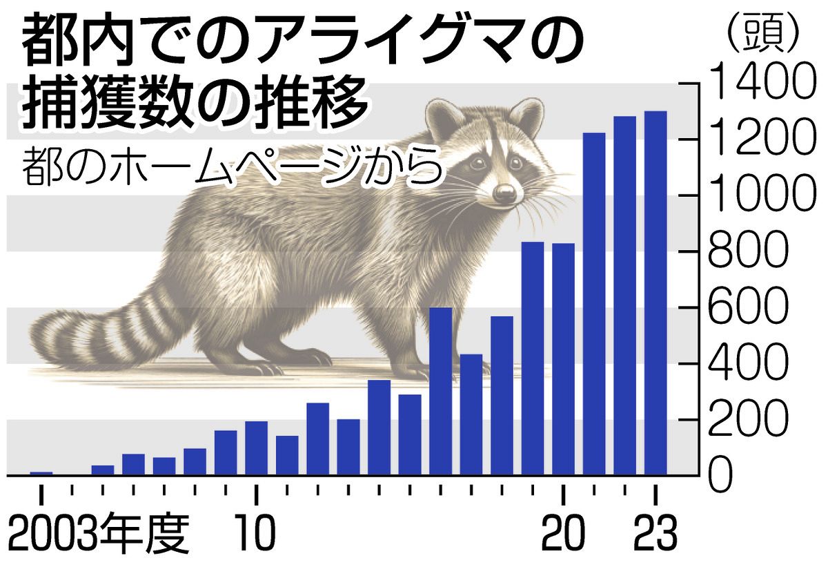 アライグマが都内で激増！「タヌキにないスキル」で繁殖場所拡大 一見