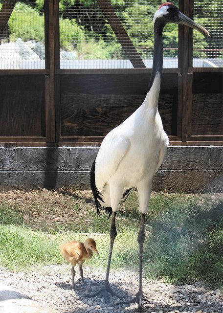 ひな 茶毛ふわふわ タンチョウを自然繁殖 イズー初成功 東京新聞 Tokyo Web