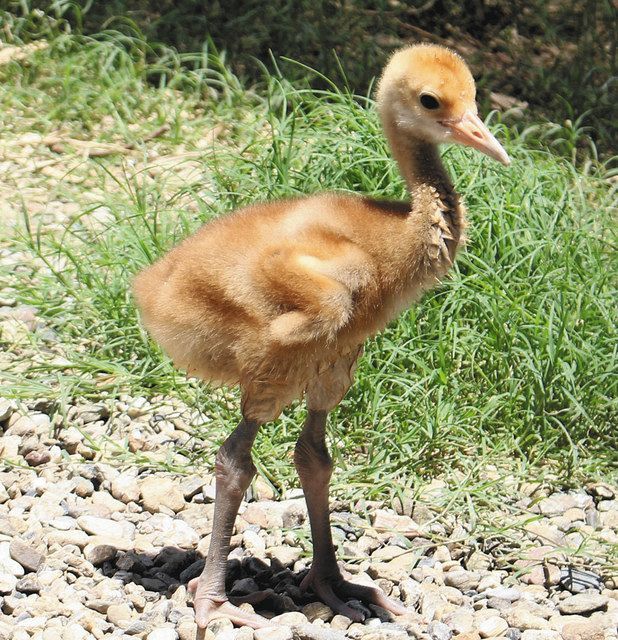 ひな 茶毛ふわふわ タンチョウを自然繁殖 イズー初成功：東京新聞デジタル