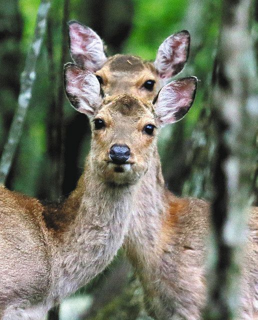 おやじカメラマン たっちゃん走る 人から逃げない富士山のシカ 東京新聞 Tokyo Web