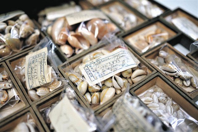 麗人科学者」八重子の日記＞（1）ひたすらに採集人生 貝や鳥 大正