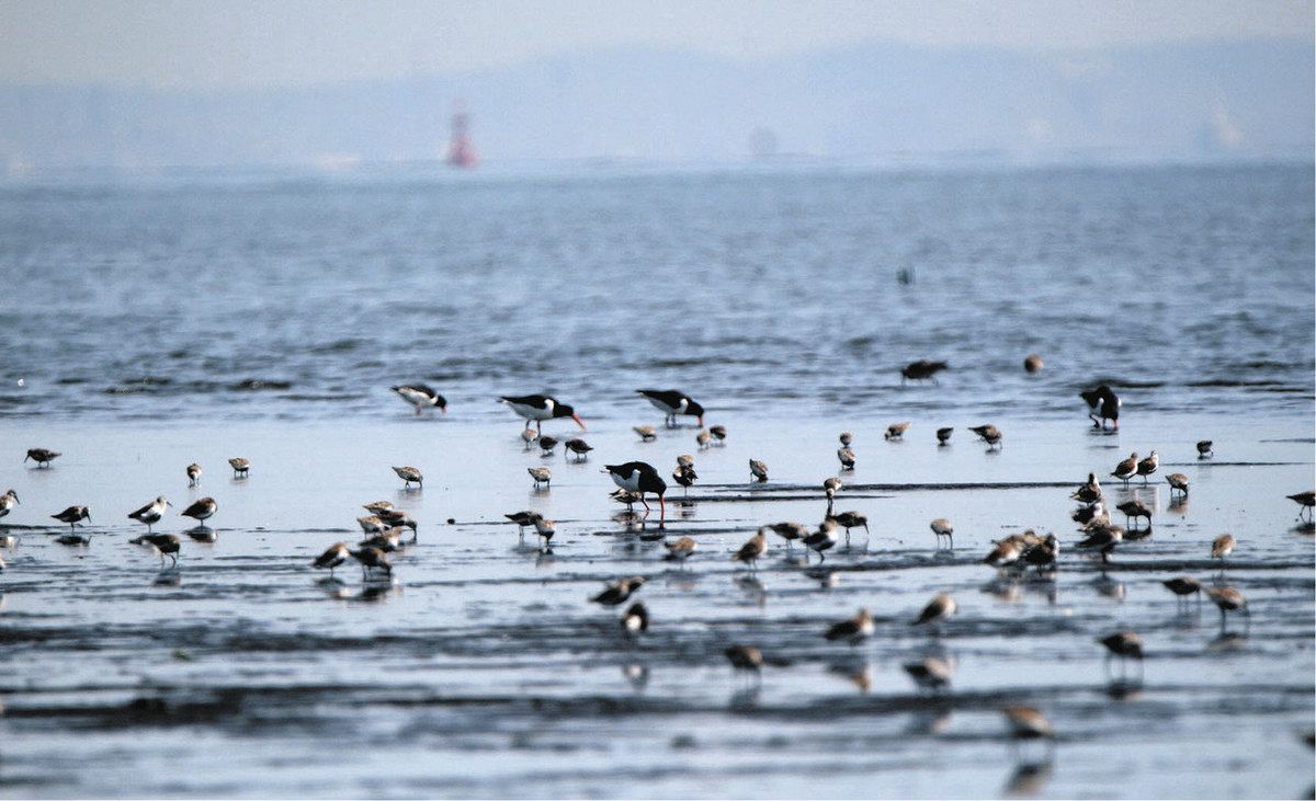 ちばライブ〉三番瀬、生息環境悪化に警鐘 鳥類4分の1「絶滅の恐れ