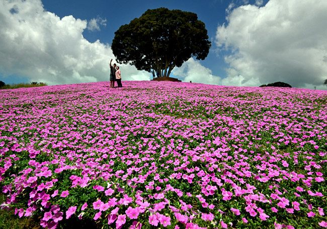 息漏れるピンクのじゅうたん マザー牧場で見頃の桃色吐息：東京新聞