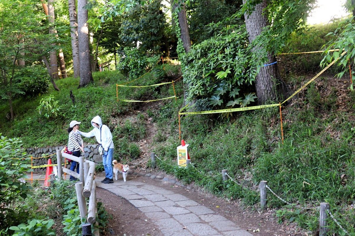 倒木相次ぐ都立公園、ケガ人も出て、都が一斉点検したが…「樹齢も本数