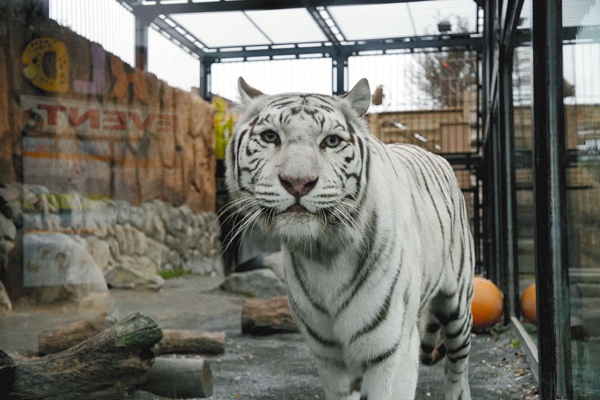 ホワイトタイガーの母子 見にきて 東武動物公園 「母の日」先着