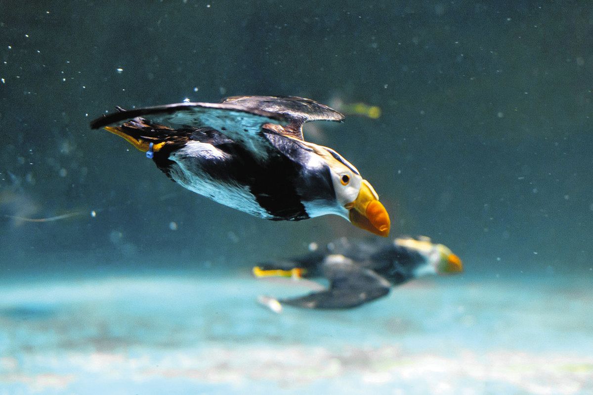 怪しく光るキンメダイ ハロウィーンの水槽潜る海鳥 来月のアクア