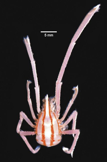 南房総市の大房岬沖 県立中央博物館が深海で甲殻類の新種発見 薄ピンク色 甲羅に筋4本 東京新聞 Tokyo Web