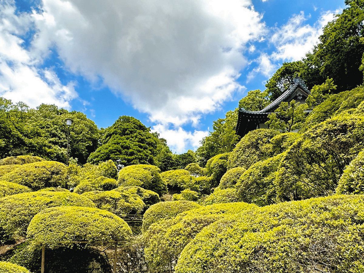 ＜小山正見のかわさき俳句フォト＞咲き終へて　更に涼しき　つつじ寺：東京新聞デジタル
