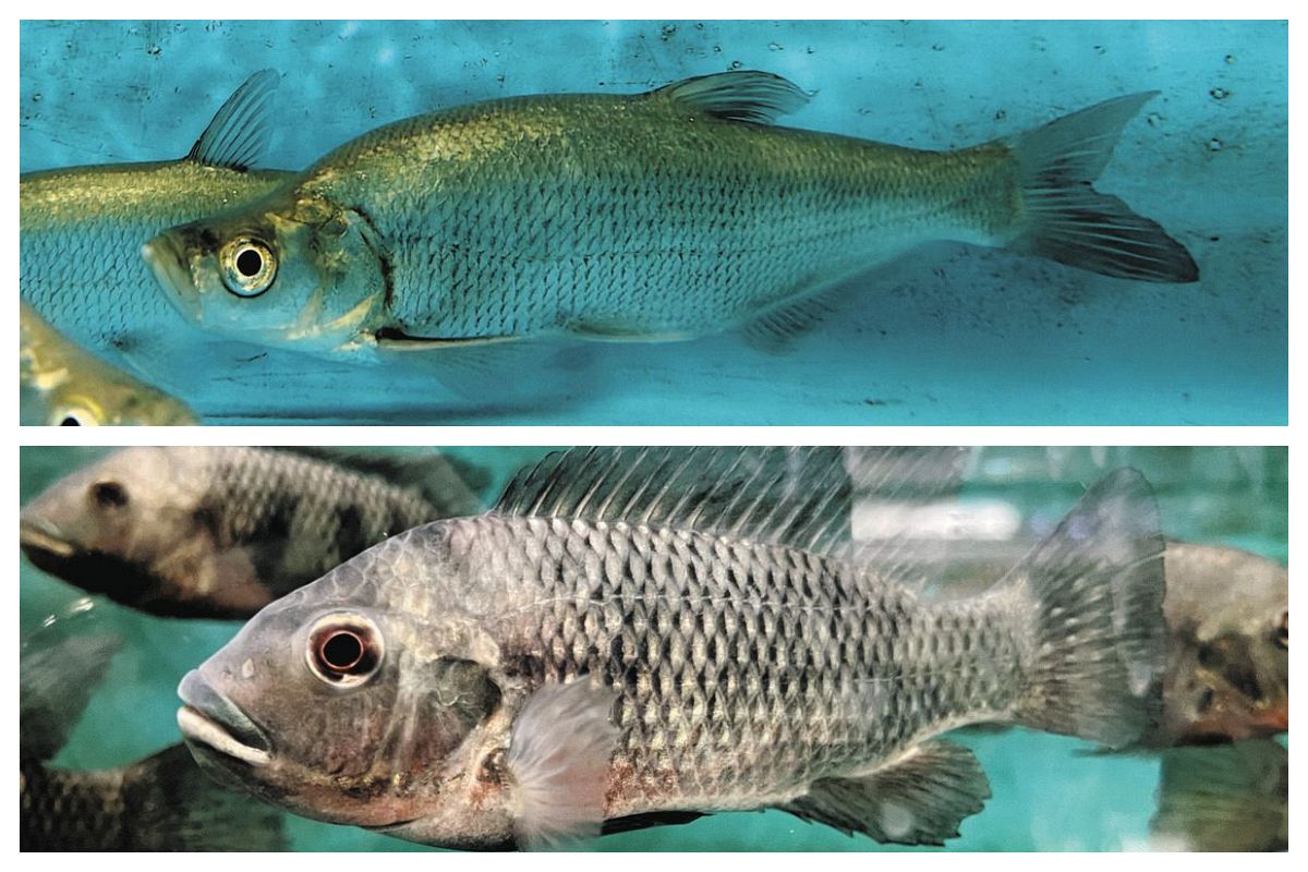 世界で金門島にしか生息しない希少淡水魚がピンチ 中台友好のパイプ