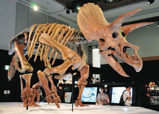 ド迫力！恐竜 骨格標本 多彩な照明で演出 東京ミッドタウン12日まで