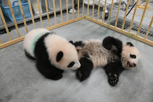 動画 2頭一緒にシンシンママのところに戻ったよ 上野動物園の双子パンダのシャオシャオとレイレイ 東京新聞 Tokyo Web 動画 2頭一緒にシンシンママのところに戻ったよ 上野動物園の双子パンダのシャオシャオとレイレイ 東京新聞 Tokyo Web