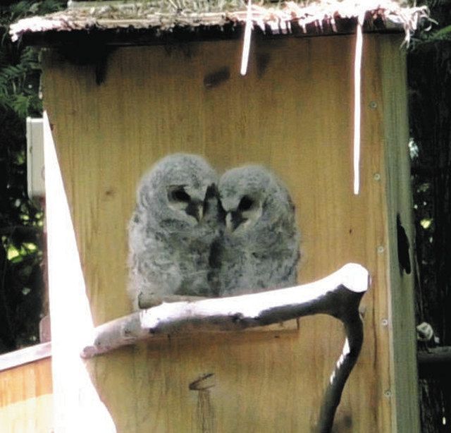 フクロウ巣立ったよ 日の出町・谷戸沢処分場：東京新聞 TOKYO Web