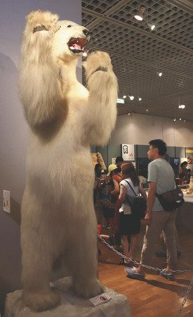 大迫力の狩りと剥製 骨格標本など６４３点展示 県自然博物館で企画展 東京新聞 Tokyo Web