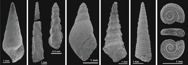 微小な巻き貝化石6種発見 千葉県立中央博物館で公開 銚子の1億2500万年前地層から 東京新聞 Tokyo Web