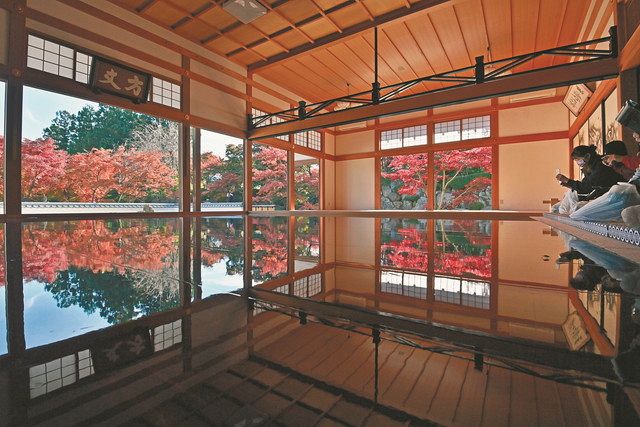 紅葉が美しく浮かぶ「床もみじ」 群馬・桐生市の宝徳寺で拝観者を魅了 