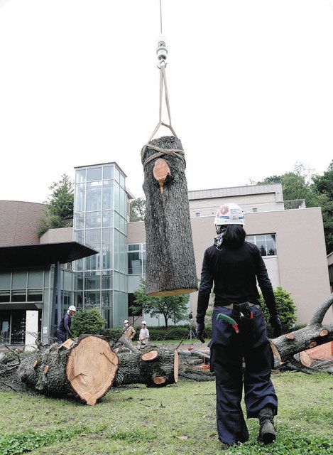 ヒマラヤスギ ありがとう」 川崎市多摩区・科学館のシンボル 倒木の