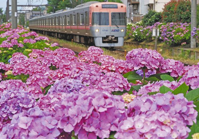 アジサイと電車 東京新聞 Tokyo Web