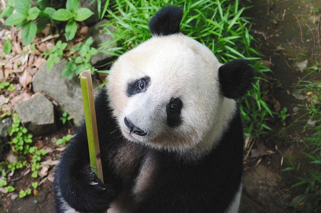 ３歳になったシャンシャン＝今年５月撮影、（公財）東京動物園協会提供
