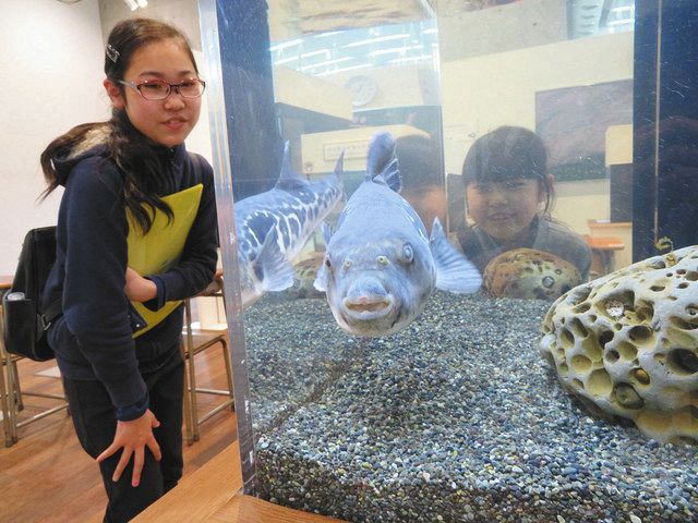 危険な生き物いっぱい ヤバい新入生70匹 なかがわ水遊園で8月末まで展示延長 東京新聞 Tokyo Web 危険な生き物いっぱい ヤバい新入生70匹 なかがわ水遊園で8月末まで展示延長 東京新聞 Tokyo Web