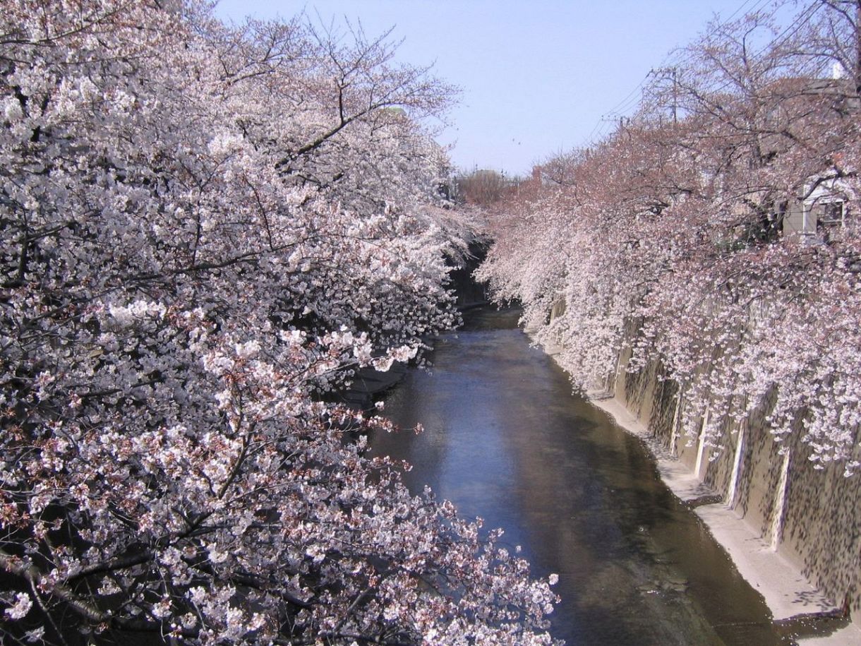 3月下旬から4月上旬にかけて、石神井川両岸に咲き誇る1000本以上の桜が見頃を迎えます。