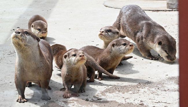 コツメカワウソの赤ちゃんお披露目 東京新聞 Tokyo Web