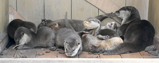 コツメカワウソの赤ちゃんお披露目！ ：東京新聞 TOKYO Web