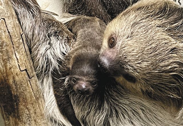 赤ちゃん誕生すくすく 那須どうぶつ王国 フタユビナマケモノ 東京新聞 Tokyo Web