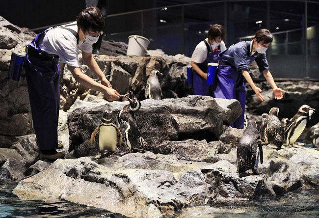 すみだ水族館がリニューアルオープン 東京新聞 Tokyo Web