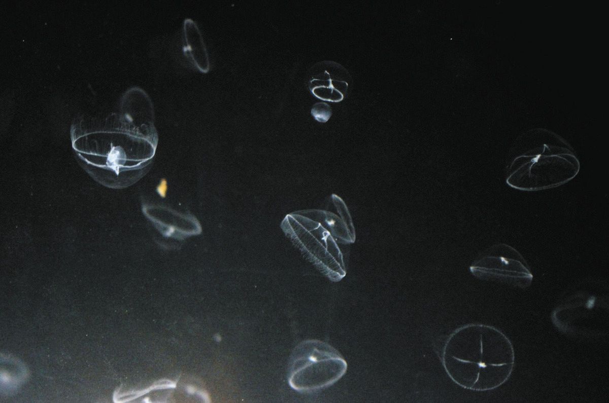 くらげ 世界最大級のクラゲ：エチゼンクラゲを展示中｜城崎マリンワールド