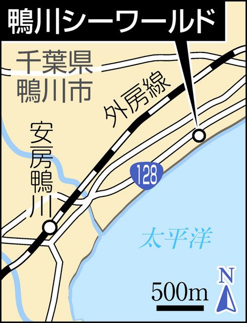 山崎まゆみのバリアフリーで行こう 鴨川シーワールド シャチの演技 専用席で 東京新聞 Tokyo Web