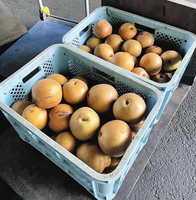 ナシの規格外廃棄は無しで一石二鳥　食品ロス削減＋生産者支援　かすみがうら産官学が連携：東京新聞 TOKYO Web