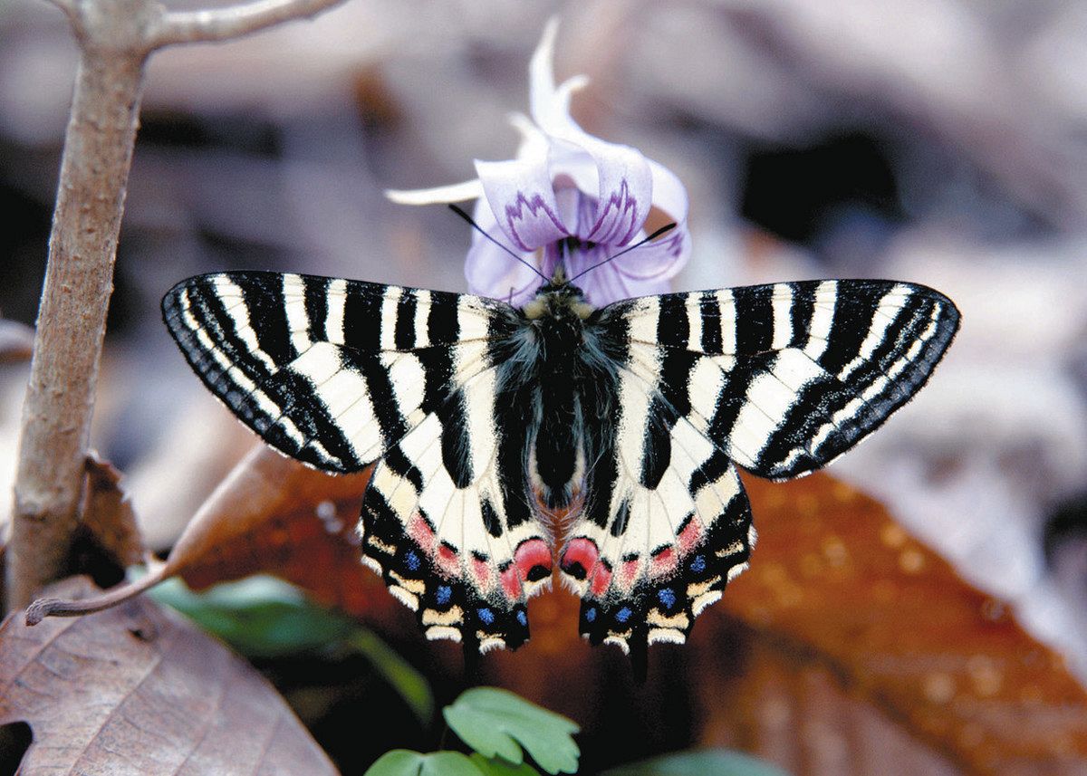 k*3様 チョウセンヒメギフチョウ 渋川市 赤城山に生息の絶滅危惧種 ヒメギフチョウ緊急保護策実施 シカ