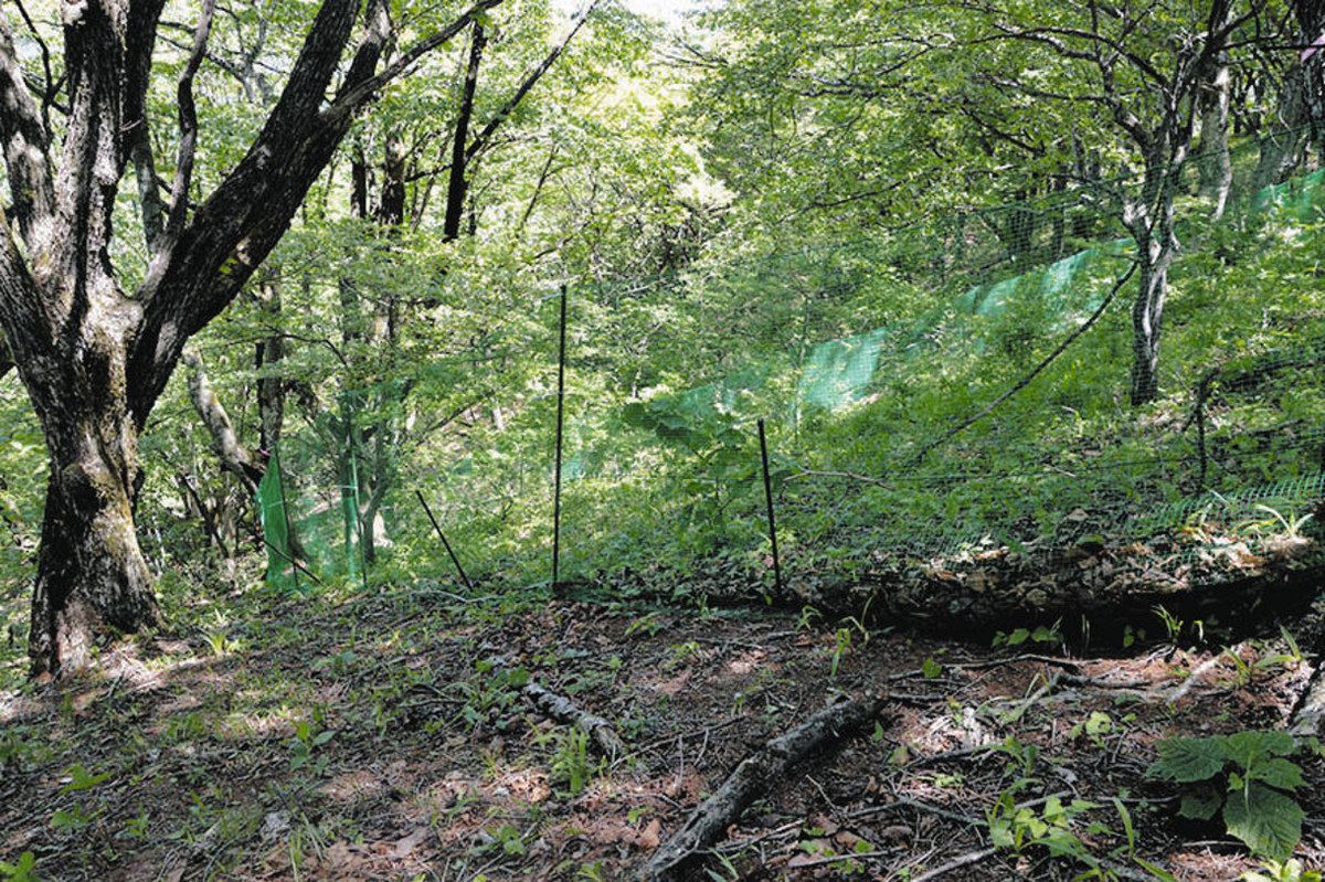 渋川市 赤城山に生息の絶滅危惧種 ヒメギフチョウ緊急保護策実施 シカ