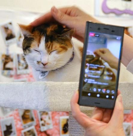 保護猫引き取り確保に奔走 飼い主求め動画配信も 東京新聞 Tokyo Web