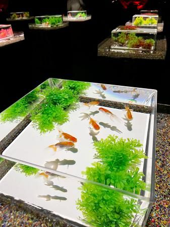 ほっとトーキョー 共同 東京新聞 Tokyo Web