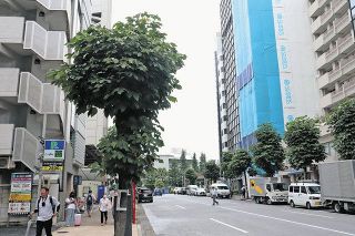 神宮外苑の街路樹アオギリ　東京都港区が伐採見合わせ　