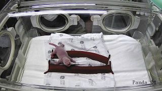 双子のパンダ赤ちゃん「健康状態は良好」上野動物園