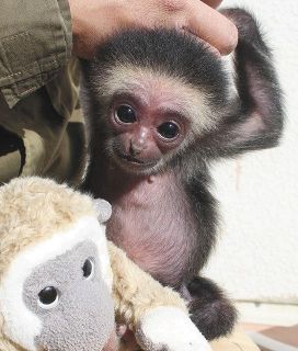シロテテナガザル赤ちゃん　ぴったりの名前付けて　伊豆シャボテン動物公園で12月に誕生　24日まで募集