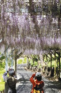 甘い香り　薄紫シャワー　修善寺で全長250メートルの藤棚見ごろ