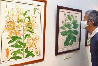 植物の魅力を細密なアートで　東大和で企画展