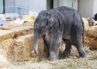 上野動物園で初のアジアゾウの赤ちゃん誕生