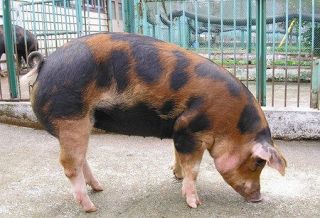 東京都が開発した高級ブランド豚「トウキョウＸ」＝青梅畜産センター提供