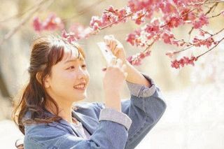 赤城山の四季、楽しんで　ユーチューブに動画　春編では南面千本桜