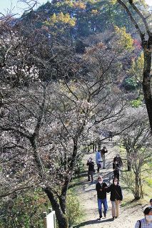 四季満喫の桜山公園に　花卉植栽、遊歩道の再整備　藤岡市の検討委が計画案提言