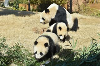 【動画】運動場がお気に入りだよ！上野動物園の双子パンダ、シャオシャオとレイレイ
