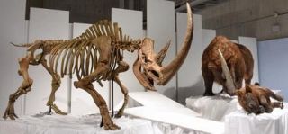 「化石ハンター展」チベットケサイ標本公開　東京・上野の国立科学博物館